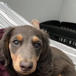Dachshund Puppies from A&R Dachshund
