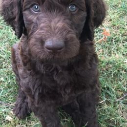 Aussiedoodles, Goldendoodles, and Labradoodles from Adirondack Labradoodles