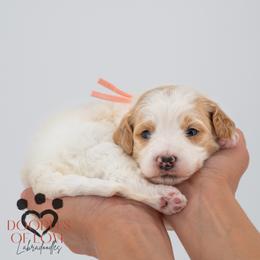 Miss Pink - Parti female Labradoodle puppy in Travelers Rest, South Carolina from Doodles of Love Labradoodles