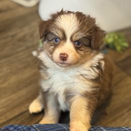 Mocha - Chocolate female Pomsky puppy in Sturgis, Kentucky from Furever Pomskies
