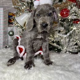 Sunny - Blue female Great Dane puppy in Granbury, Texas from Anderson Blau’s Great Danes & French Bulldogs
