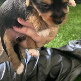 Yorkshire Terriers from Julie Canty - Live Oak, Florida