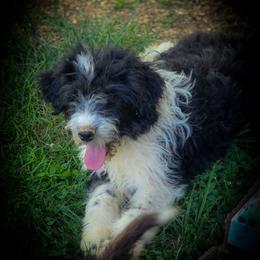 Boy 2- reduced Price - Black tri-color male Aussiedoodle puppy in Mouth Of Wilson, Virginia from Holly Ridge Aussies, Aussiedoodles & Corgis