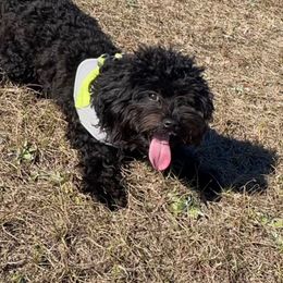 Max - Black male Maltipoo puppy in Hephzibah ( Richmond County ), Georgia from Healing Pawz LLC