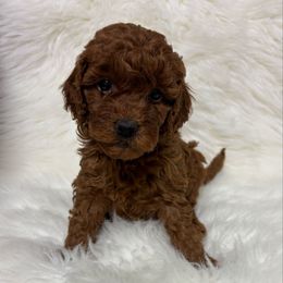 Boy 52 - Red  male Goldendoodle puppy in West Point, Iowa from Circle A Mini Goldendoodles and Mini Bernedoodles