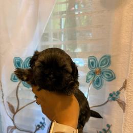 Twix - Brindle male Shih Tzu puppy in Fresno, California from Jas’ ClassnSass