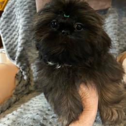 Girl 2 - Red female Shih Tzu puppy in Dallas, Texas from A Sassy Soul Shih-Tzu