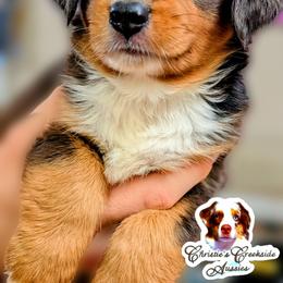 Flirty - Blue merle female Miniature Australian Shepherd puppy in Punta Gorda, Florida from Christie's Creekside Aussies