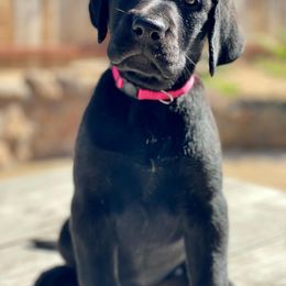 Labrador Retriever Puppies from On My Side Kennels