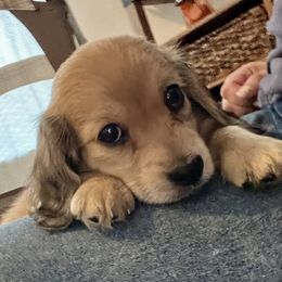 Dachshund Puppies from Island Farms Mimi’s Dachshunds Florida