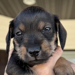 Companion Cross, Dachshund, and Miniature Schnauzer Puppies from Sheri Lauritsen