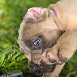 Poseidon - Gray and fawn male Cane Corso puppy in Bangs, Texas from HOUSE OF HALL CANE CORSOS