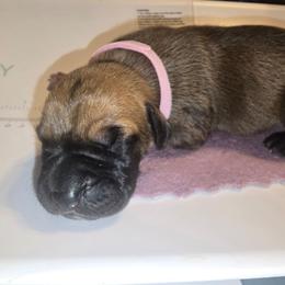 Sally - Fawn female Great Dane puppy in New York from Port Bay Danes