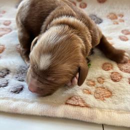 Storm - Apricot male Cavapoo puppy in Adrian, Oregon from ApplebyFarm