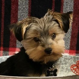 Yorkshire Terriers from Mckeever's Yorkies