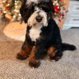 Tank - Bernedoodle