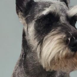 Mara - Miniature Schnauzer
