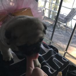 Pug Puppies from Pickwick Pugs