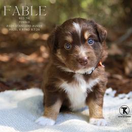 Fable - Red Tri Female - Red tri-color female Australian Shepherd puppy in Nacogdoches, Texas from TK Standard, Mini, & Toy Aussies