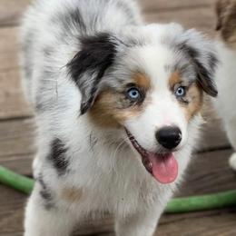 Miniature American Shepherds and Smooth Fox Terriers from Flawlessly Kennel