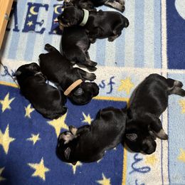 Girl 1 - Black and silver female Miniature Schnauzer puppy in Shenandoah Junction, West Virginia from Majestically Made