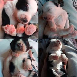 Tibetan Terrier Puppies from Windamere Tibetan Terriers