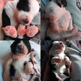 Tibetan Terrier Puppies from Windamere Tibetan Terriers