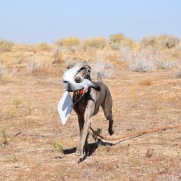 German Shorthaired Pointer and Weimaraner Puppies from SilverBay GunDogs