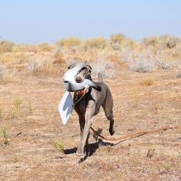German Shorthaired Pointer and Weimaraner Puppies from SilverBay GunDogs
