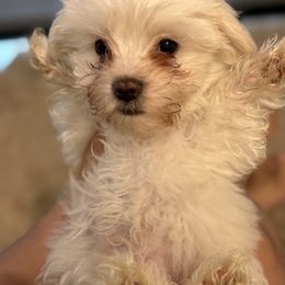 Seconddog - White male Maltese puppy in Kansas City, Missouri from Bichoncitos Malteses ❤️