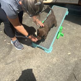Labrador Retriever Puppies from Naomi's Labrador Retrievers