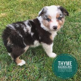 Thyme - Blue merle male Miniature Australian Shepherd puppy in Kettle Falls, Washington from Ellie's Miniature Australian Shepherds