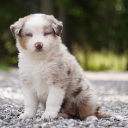 Firefly - Red merle female Australian Shepherd puppy in Glenville, Pennsylvania from Rolling Hills Australian Shepherds
