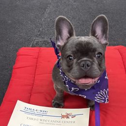 French Bulldog Puppies from FOSTERS FRENCHIES