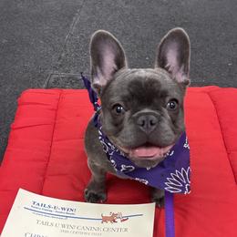 French Bulldog Puppies from FOSTERS FRENCHIES