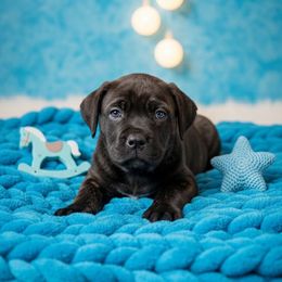 Voodoo - Black brindle male Cane Corso puppy in Hampstead, New Hampshire from Durgin Hollow
