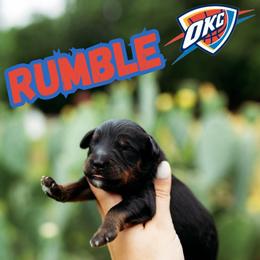Rumble - Tri-color male Bernedoodle puppy in Ardmore, Oklahoma from Mop Top Doodle Co.