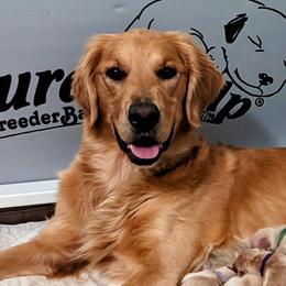 Luna - Golden Retriever