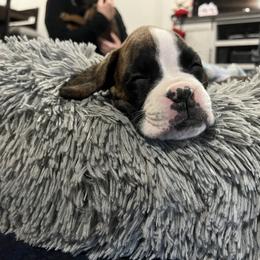 Boxer Puppies from Reynolds Homestead Boxers