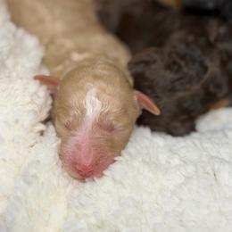 Red M - Red male Aussiedoodle puppy in Belgreen, Alabama from Scott’s Farm Poodles and Doodles