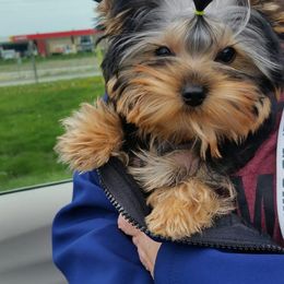 Yorkshire Terrier Puppies from LuvStruck Yorkies