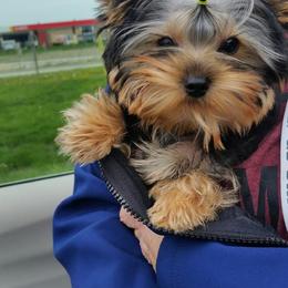 Yorkshire Terrier Puppies from LuvStruck Yorkies
