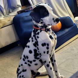 Boldy - Dalmatian
