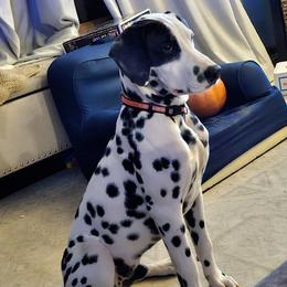 Boldy - Dalmatian