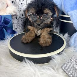 Teacup Oliver - Black and tan male Yorkshire Terrier puppy in Lithonia, Georgia from Toy Yorkies Atlanta