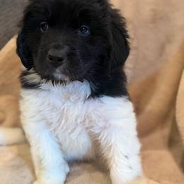 Ivy - White and black female Newfoundland puppy in Brandenburg, Kentucky from Amanda's Newfoundlands