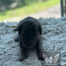 Toffee - Merle male Goldendoodle puppy in Duluth, Minnesota from heavenly Pups kennel