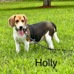 Holly - Beagle
