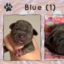 Blue (1f) - Blue female Great Dane puppy in Morton, Illinois from That Gurl K9s