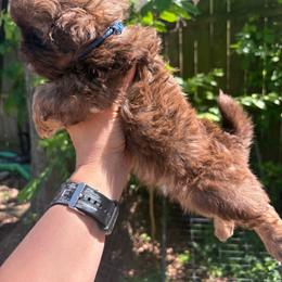 Boy 1 - Liver male Shih Tzu puppy in Eunice, Louisiana from 4J's Cajun Kennels